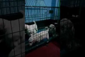 Cute cute golden retriever puppies playing in cage