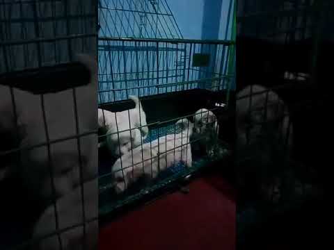 Cute cute golden retriever puppies playing in cage
