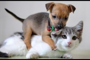 Cute kittens and puppies playing - Compilation