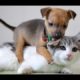 Cute kittens and puppies playing - Compilation