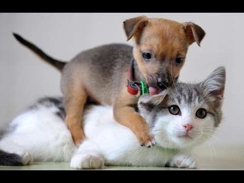 Cute kittens and puppies playing - Compilation