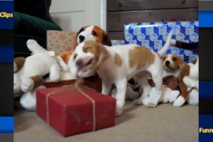 Cute puppies, dogs and kittens sing Noel songs | Dog attacks Christmas Tree full of toys