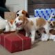 Cute puppies, dogs and kittens sing Noel songs | Dog attacks Christmas Tree full of toys