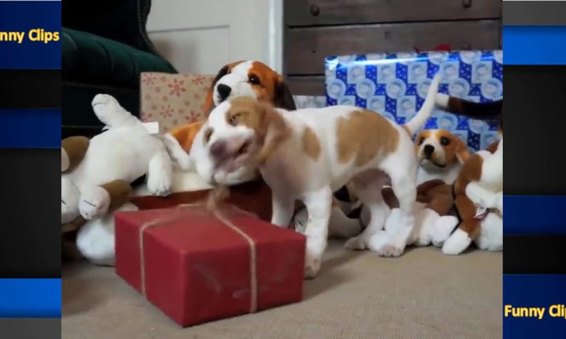 Cute puppies, dogs and kittens sing Noel songs | Dog attacks Christmas Tree full of toys
