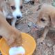Cute puppies drinking milk and playing together#cute# puppies#playing#peting