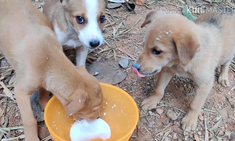 Cute puppies drinking milk and playing together#cute# puppies#playing#peting