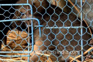 Cute puppies for sale at the Sonepur Cattle Fair, Bihar