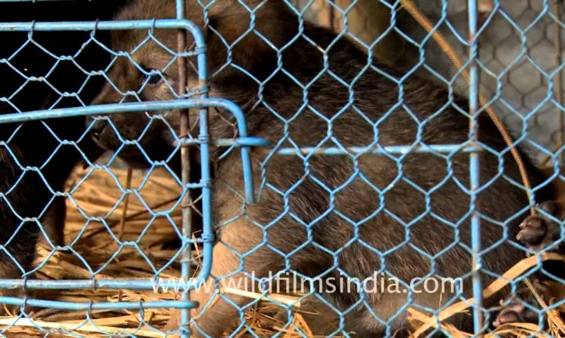 Cute puppies for sale at the Sonepur Cattle Fair, Bihar