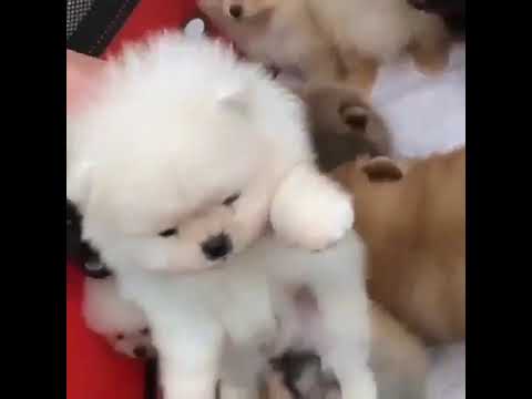 Cute puppies ?? https://t.co/D
