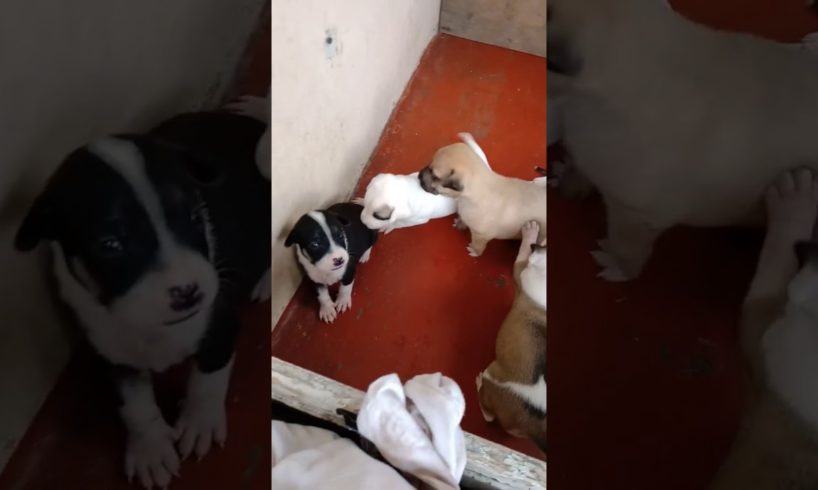 Cute puppies of our dog Chuchi ?