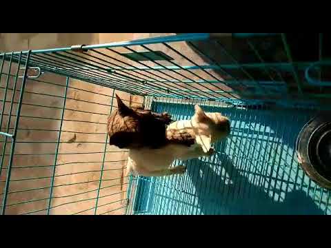 Cute puppies playing in cage