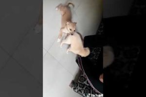 Cute puppies playing in our home