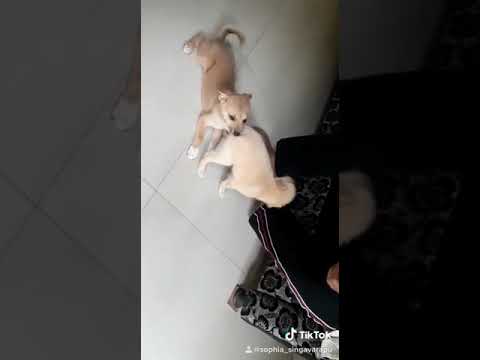 Cute puppies playing in our home