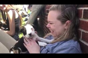 Cute puppies provide study break for medical student