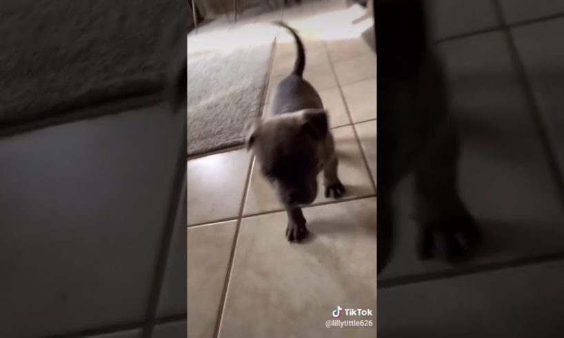 Cute puppies sub if agree