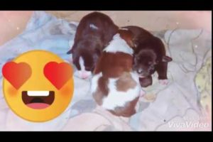 Cute puppies trying to sleep