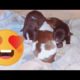 Cute puppies trying to sleep