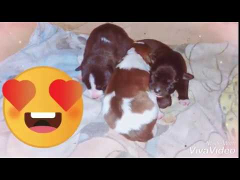 Cute puppies trying to sleep