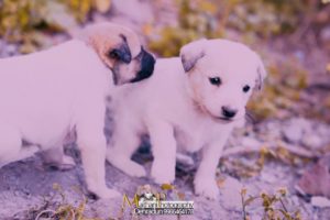 Cuteness & Innocence Overloaded | Cute Puppies | Maithani Photography