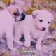 Cuteness & Innocence Overloaded | Cute Puppies | Maithani Photography