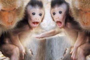 Cutest Baby animals Macaque Monkey,Very Active Baby Handy