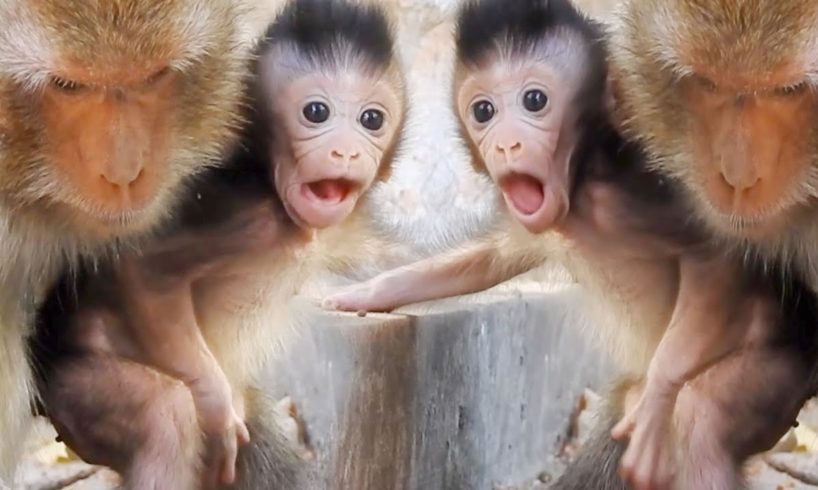 Cutest Baby animals Macaque Monkey,Very Active Baby Handy
