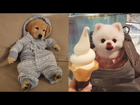 Cutest Dogs - ♥Cute Puppies Doing Funny Things 2019♥ #3
