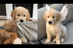 Cutest Dogs - ♥Cute Puppies Doing Funny Things 2019♥ #5