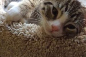 Cutest Kitten Says Good Morning!