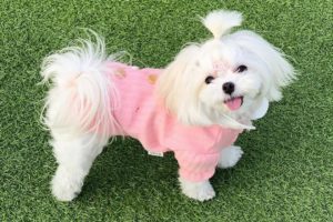 Cutest Maltese Puppies Video Compilation #2