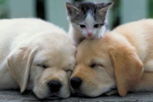 Cutest Puppies And Kittens In The World - Cute Dogs And Cats Doing Funny Things 2020 | Puppies TV