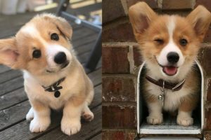 Cutest Puppies Ever In The World - Cutest Dogs Funny Videos | Cute Dogs Funny Moments | Puppies TV