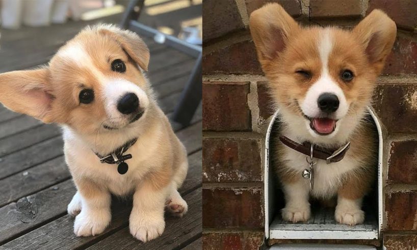 Cutest Puppies Ever In The World - Cutest Dogs Funny Videos | Cute Dogs Funny Moments | Puppies TV