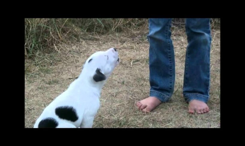 Cutest Puppies Howling!