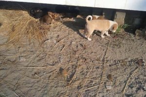 Cutest Puppies Playing