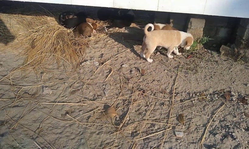 Cutest Puppies Playing