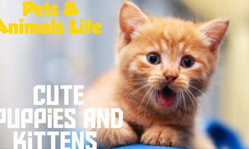 Cutest Puppies and Kittens  #2 ? ?  ?