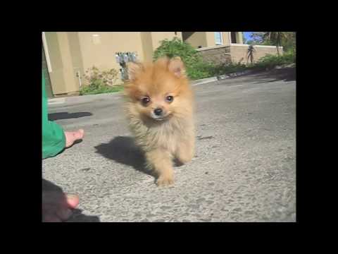 Cutest Puppies in the WORLD!!! Call Jason 619-786-7362