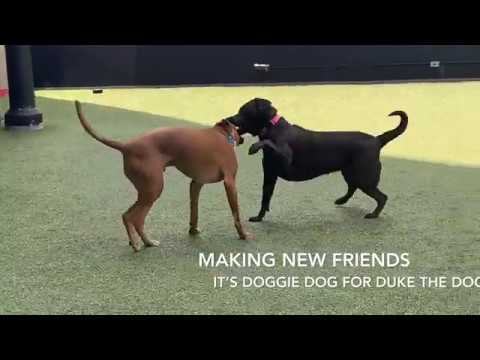 Cutest Puppy Ever? Meet Duke the Dog!!!