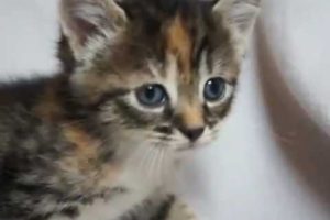 Cutest kitten complilation - this cutest kitten compilation will makes you happy