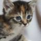 Cutest kitten complilation - this cutest kitten compilation will makes you happy