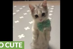 Cutest kitten ever models new bow tie