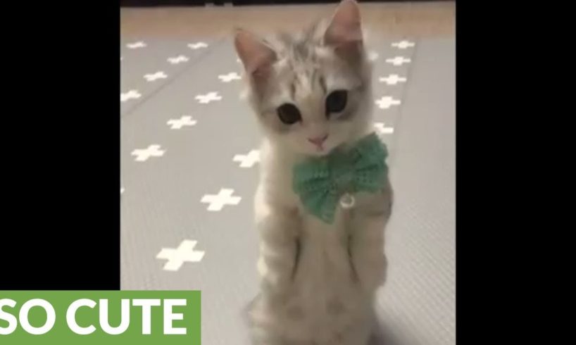 Cutest kitten ever models new bow tie