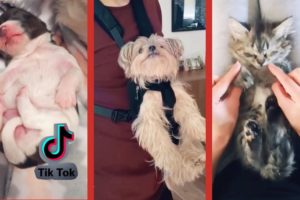 Cutest pets Tik Tok Mix Tik Tok pets Compilation