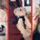 Cutest pets Tik Tok Mix Tik Tok pets Compilation