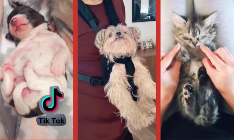 Cutest pets Tik Tok Mix Tik Tok pets Compilation