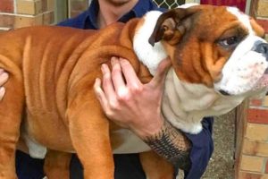 Cutest video compilation about Bulldogs  # 19| 2019| Animal Lovers