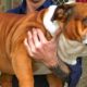 Cutest video compilation about Bulldogs  # 19| 2019| Animal Lovers