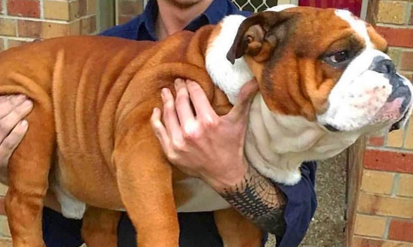 Cutest video compilation about Bulldogs # 19| 2019| Animal Lovers