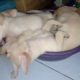 Cutie puppies #cute #puppies